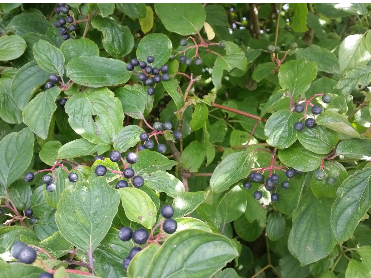 Cornus sanguinea VkG 6 (Roter Hartriegel)