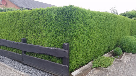 Thuja occidentalis 'Smaragd'; als Hecke; immergrün;;Pflanzen vom Profi