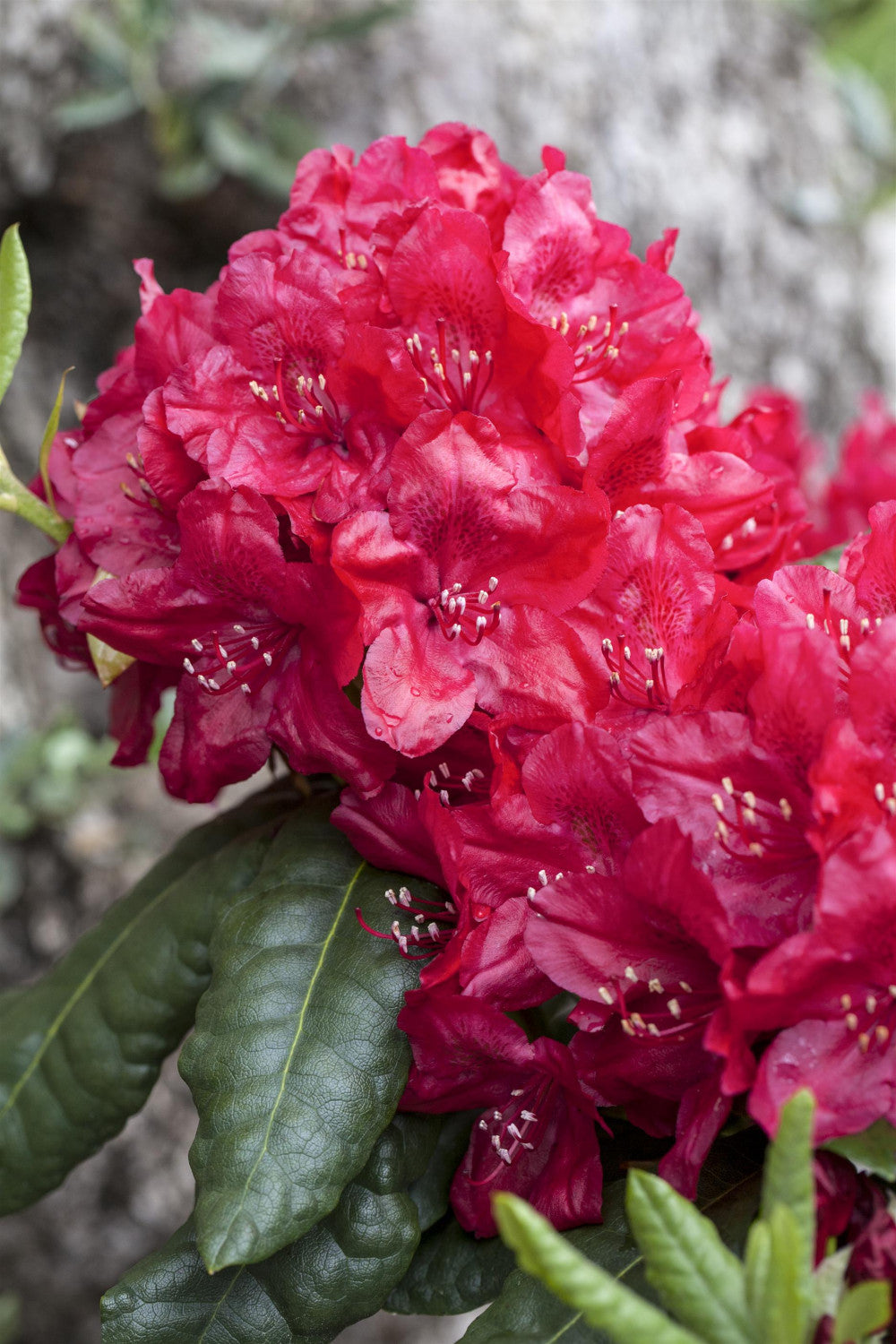 Rhododendron Hybr. 'Hachm. Feuerschein' mit Blüte, erhältlich von 30-40 bis 60-70 cm; Einsatz: ;;ab 38,50 Euro