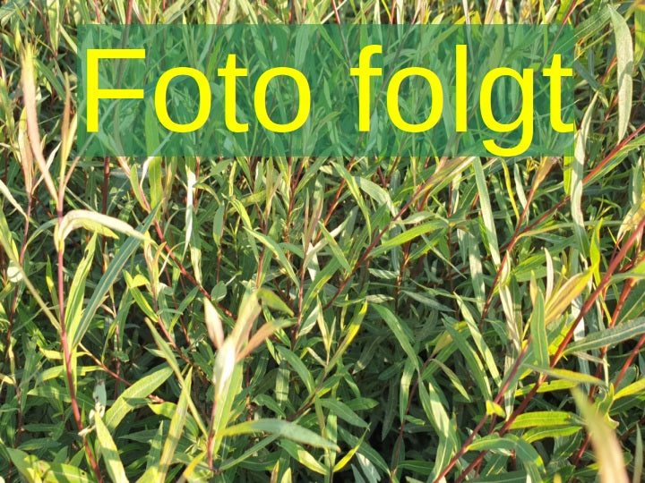 Bild wird ergänzt für Salix purpurea 'Pendula' (Hänge-Purpurweide)