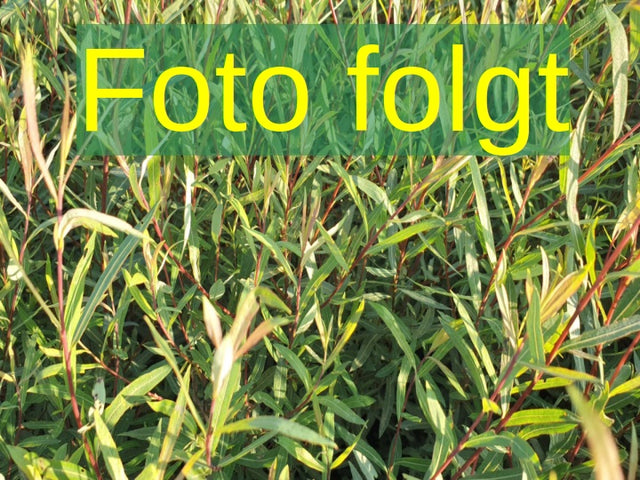 Bild wird ergänzt für Salix purpurea 'Pendula' (Hänge-Purpurweide)