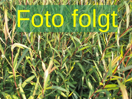 Bild wird ergänzt für Salix cinerea (Aschweide)
