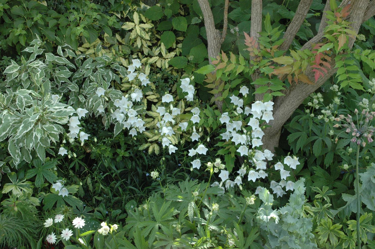 Weiße Garten-Glockenblume als Pflanze im Beet; Einsatz: Kübelpflegeleicht;;mit zeitnaher Lieferung