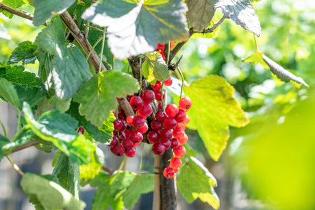 Ribes rubrum 'Augustus' mit Früchten, erhältlich von 3- bis 80-90 cm; Einsatz: ;;ab 17,80 Euro