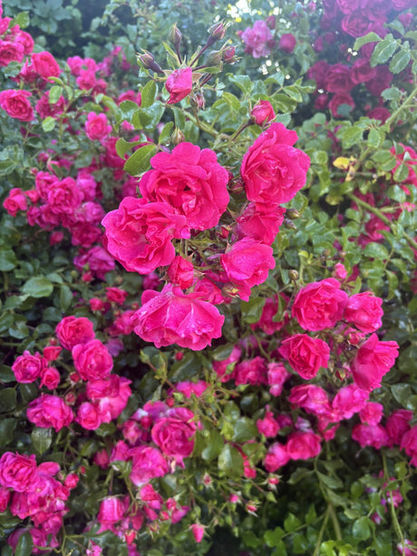 Rosa 'Heidetraum' BDR mit Blüte; Einsatz: ;;ab 6,50 Euro