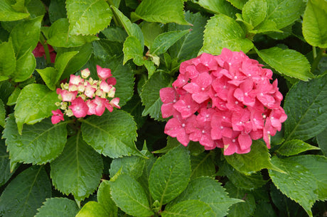 Hydrangea macrophylla 'Hamburg' mit Blüte, erhältlich von 40-60 bis 60-80 cm; Einsatz: ;;ab 58,00 Euro
