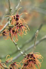 Hamamelis interm. 'Jelena'; hier mit Blüte; herbstfärbung; Einsatzmöglichkeit z.B. : Solitärgehölz; verfügbar in 7 Größen und Varianten;;ab 63,80 Euro