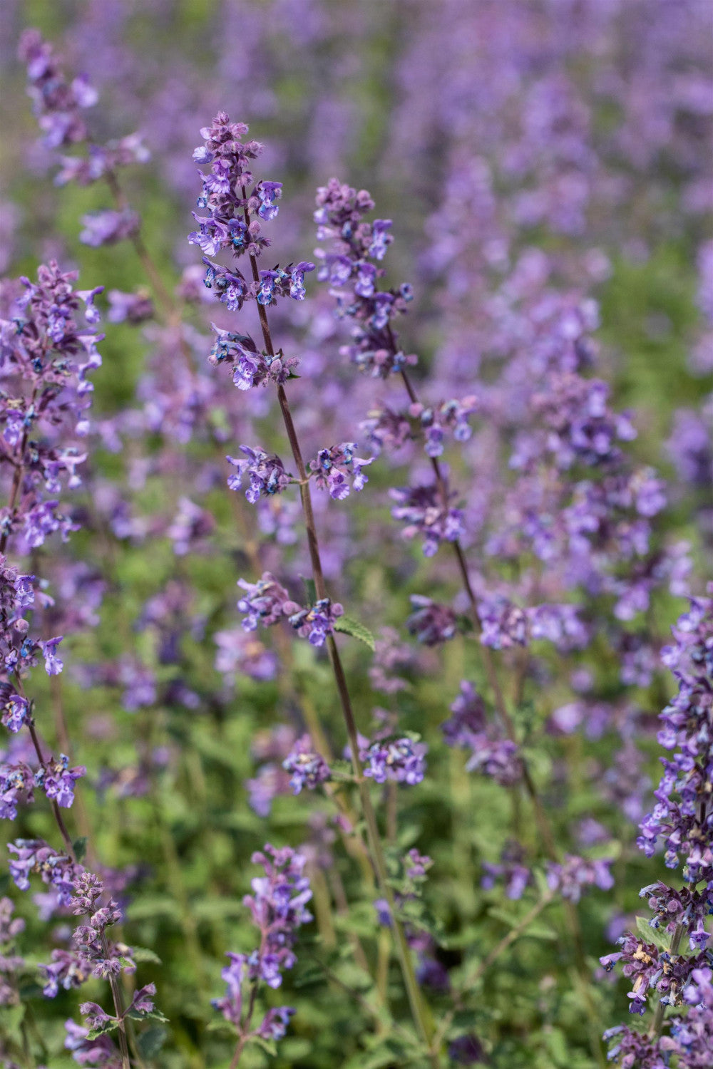Nepeta x faassenii 'Walker's Low' mit Blüte; Einsatz: ;;ab 3,30 Euro