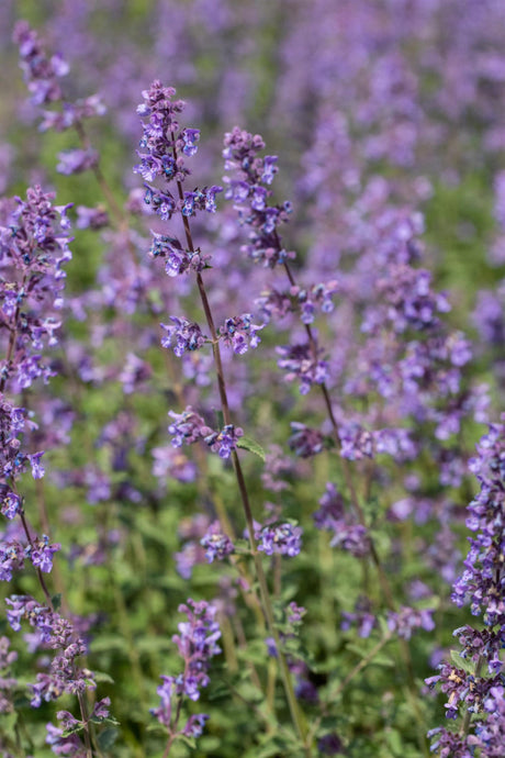 Nepeta x faassenii 'Walker's Low' mit Blüte; Einsatz: , ;;ab 2,91 Euro