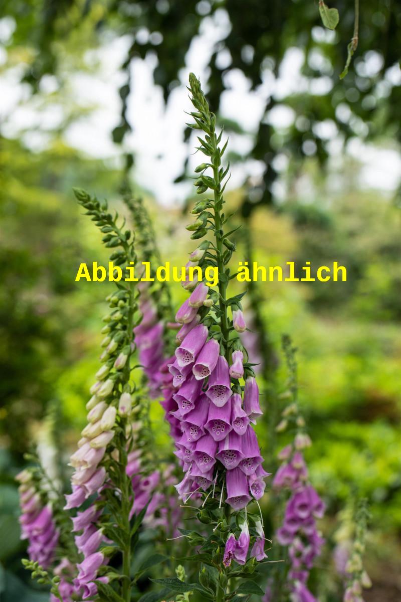 Digitalis purpurea 'Foxy' (Garten-Fingerhut)