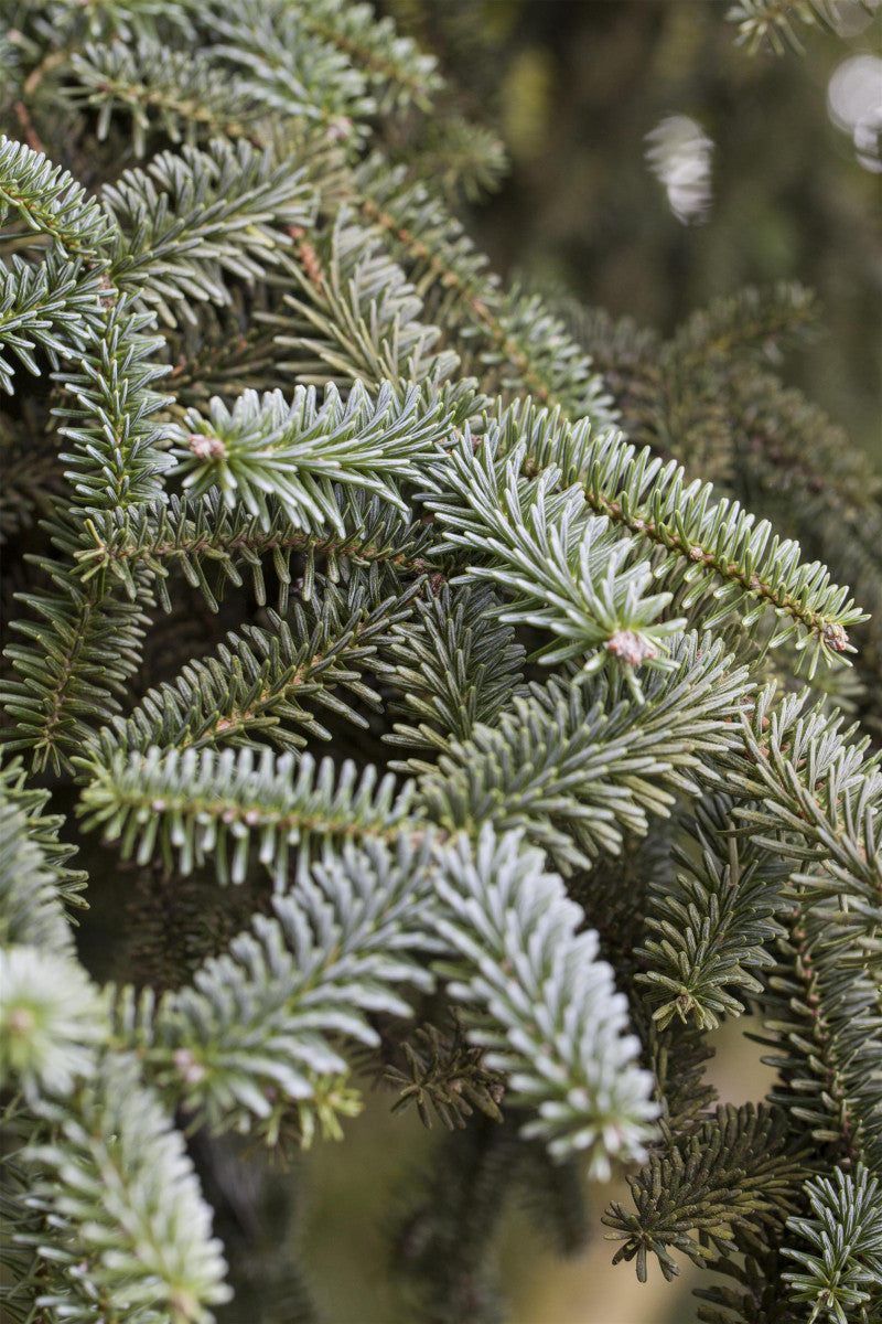 Abies pinsapo 'Kelleriis' mit Sommerbelaubung, erhältlich als: ; Einsatz: Heckeimmergrün;;günstig mit Qualität