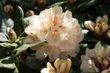 Rhododendron Hybr. 'Goldbukett'; hier mit Blüte; winterhart; Einsatzmöglichkeit z.B. : Kübel; verfügbar in 4 Größen und Varianten;;ab 54,60 Euro