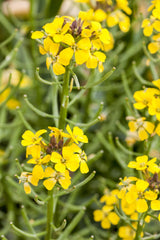 Erysimum pulchellum 'Aurantiacum'; hier mit Blüte; winterhart; Einsatzmöglichkeit z.B. : Steingärten;;ab 0,00 Euro