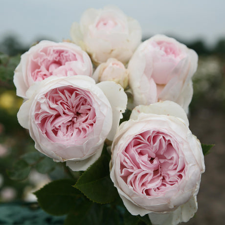 Rosa 'Herzogin Christiana' BT mit Blüte; Einsatz: ;;ab 11,80 Euro