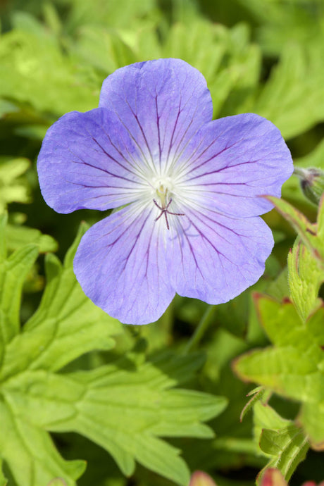 Geranium pratense 'Johnson's Blue' mit Blüte; Einsatz: , ;;ab 2,94 Euro