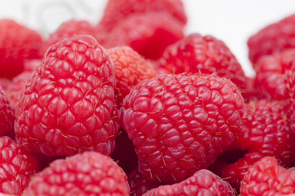 Rubus id. 'Willamette' mit Früchten; Einsatz: ;;ab 16,40 Euro