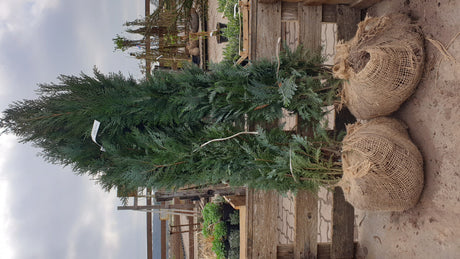 Blaue Säulen-Zypresse; hier als Ballenpflanze; nahrungsquelle für Insekten; Einsatzmöglichkeit z.B. : Grundstücksabgrenzung;;mit zeitnaher Lieferung