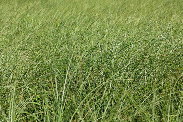 Miscanthus sinensis 'Gracillimus' mit Blüte; Einsatz: ;;ab 7,90 Euro