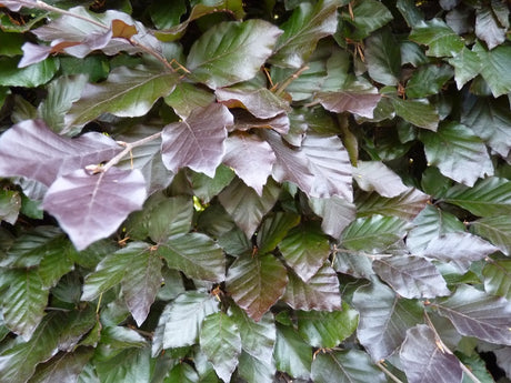 Fagus sylvatica purpurea , erhältlich von 80-100 bis 175-200 cm;;ab 6,30 Euro