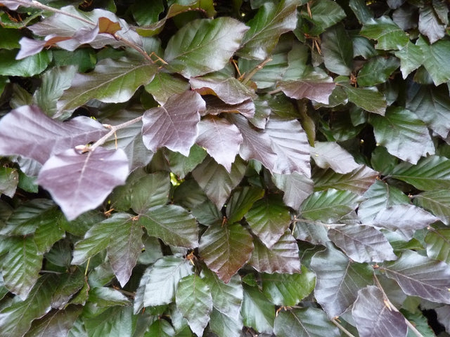 Fagus sylvatica purpurea , erhältlich von 80-100 bis 175-200 cm;;ab 6,30 Euro