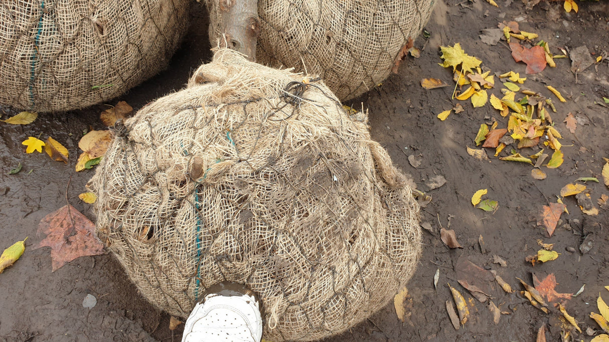 Cydonia 'Konstantinop. Apfelquitte'; hier als Ballenpflanze; winterhart; Einsatzmöglichkeit z.B. : Streuobstwiese;;mit zeitnaher Lieferung