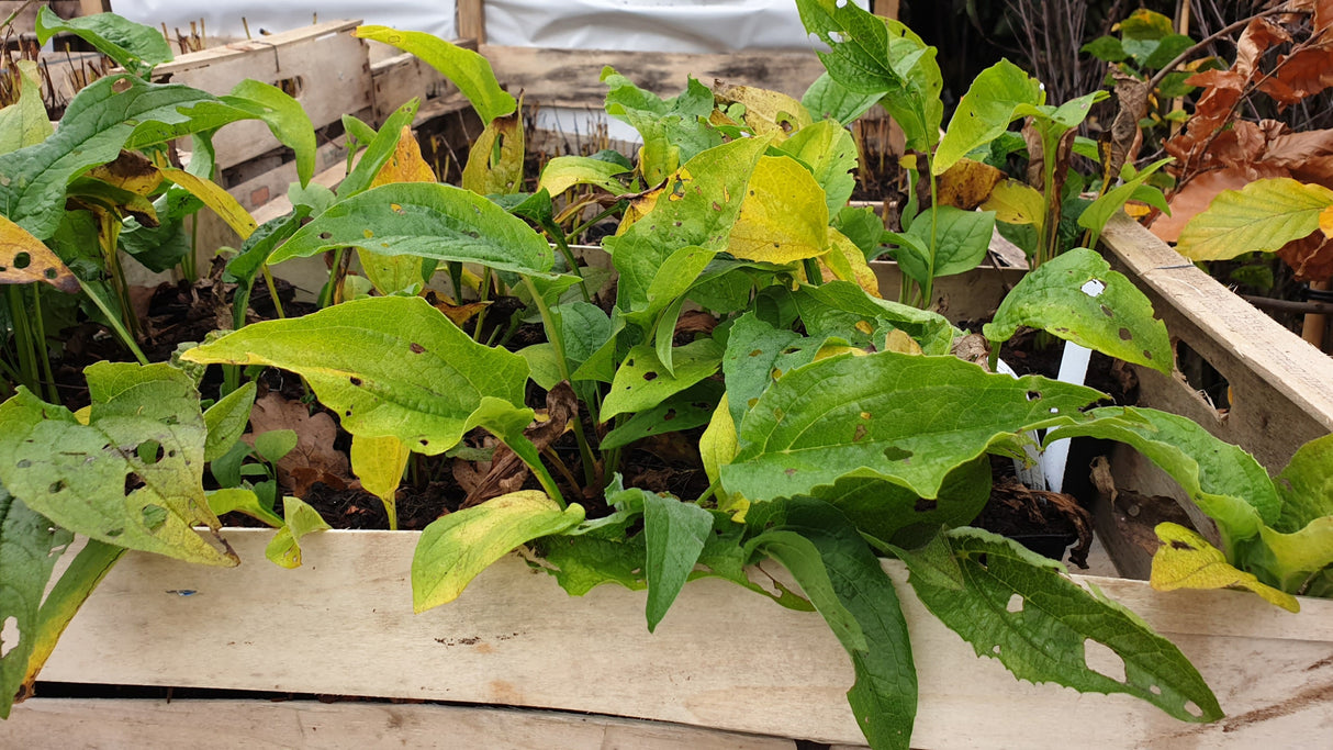 Garten-Scheinsonnenhut Versand; Einsatz: Beetpflanze, immunstärkend;;hier kaufen