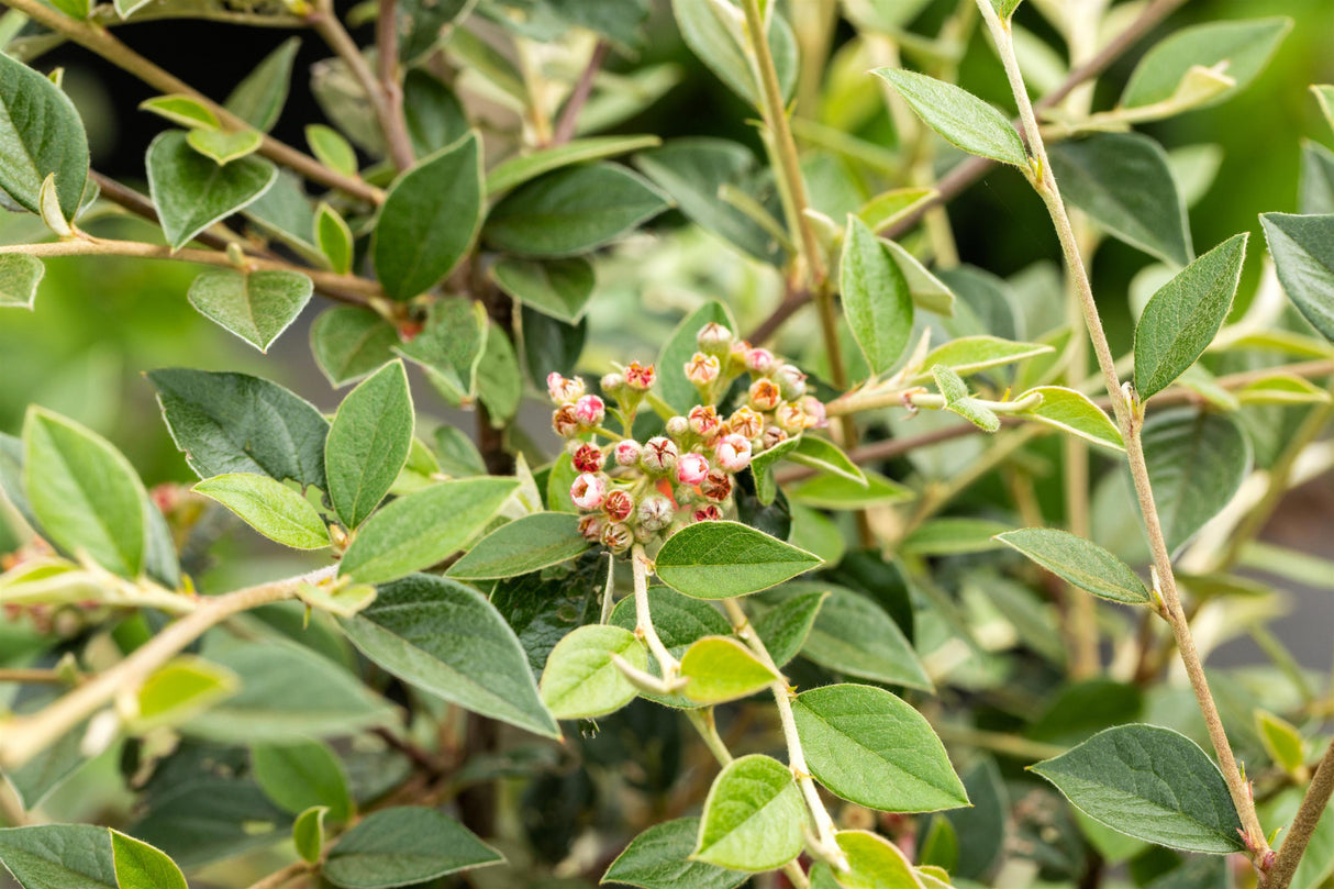 Cotoneaster franchetii , erhältlich von 40-60 bis 175-200 cm;;ab 15,90 Euro