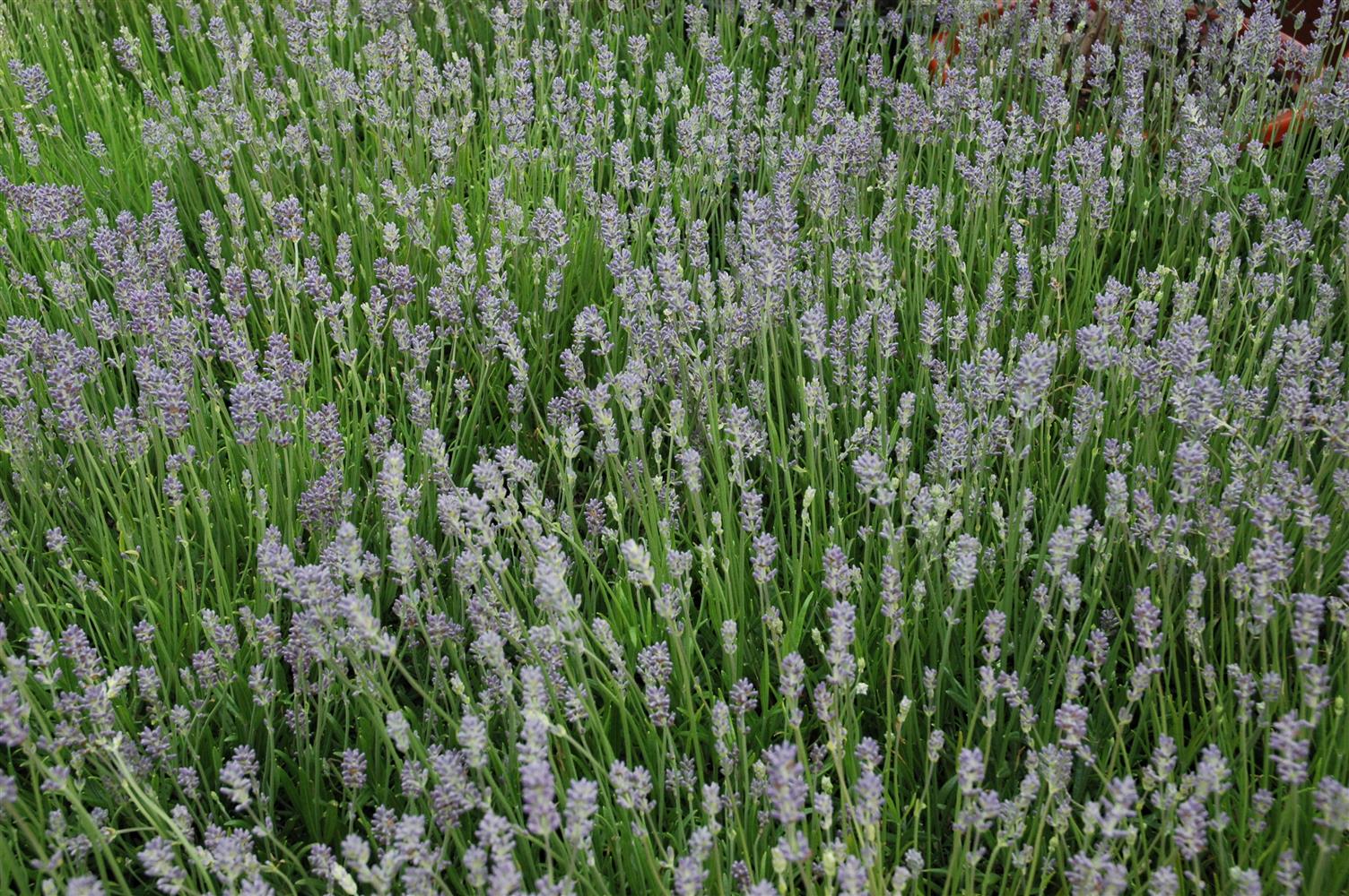 Lavandula angustifolia 'Munstead' (Blauviolettblühender Lavendel)