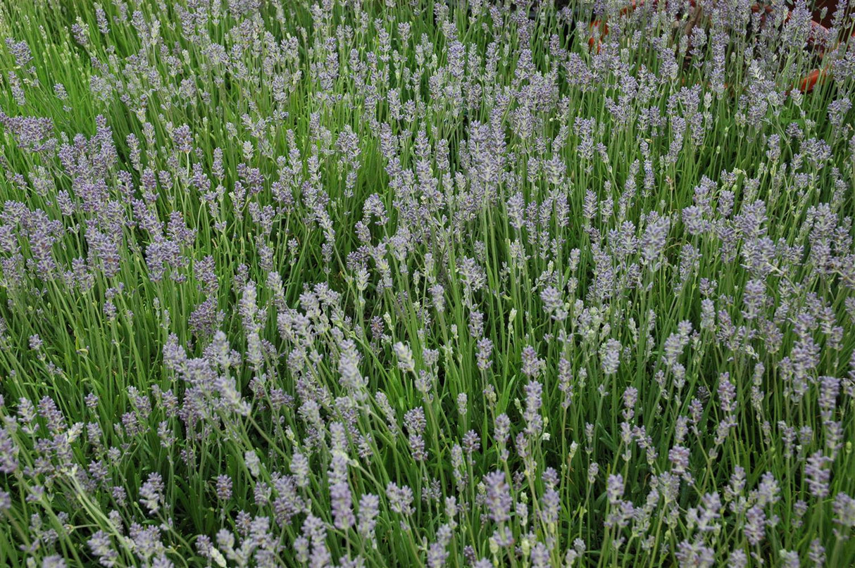 Lavandula angustifolia 'Munstead' mit Blüte; Einsatz: ;;ab 3,50 Euro