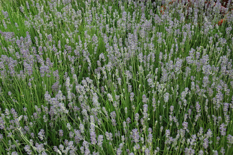 Lavandula angustifolia 'Munstead' mit Blüte; Einsatz: ;;ab 3,50 Euro