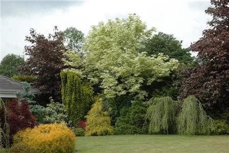 Acer platanoides 'Drummondii' als Pflanze im Beet; Einsatz: Parkbaumdekorativ;;Pflanzen vom Profi