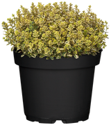 Thymus x citriodorus; aromatisch;;ab 0,00 Euro