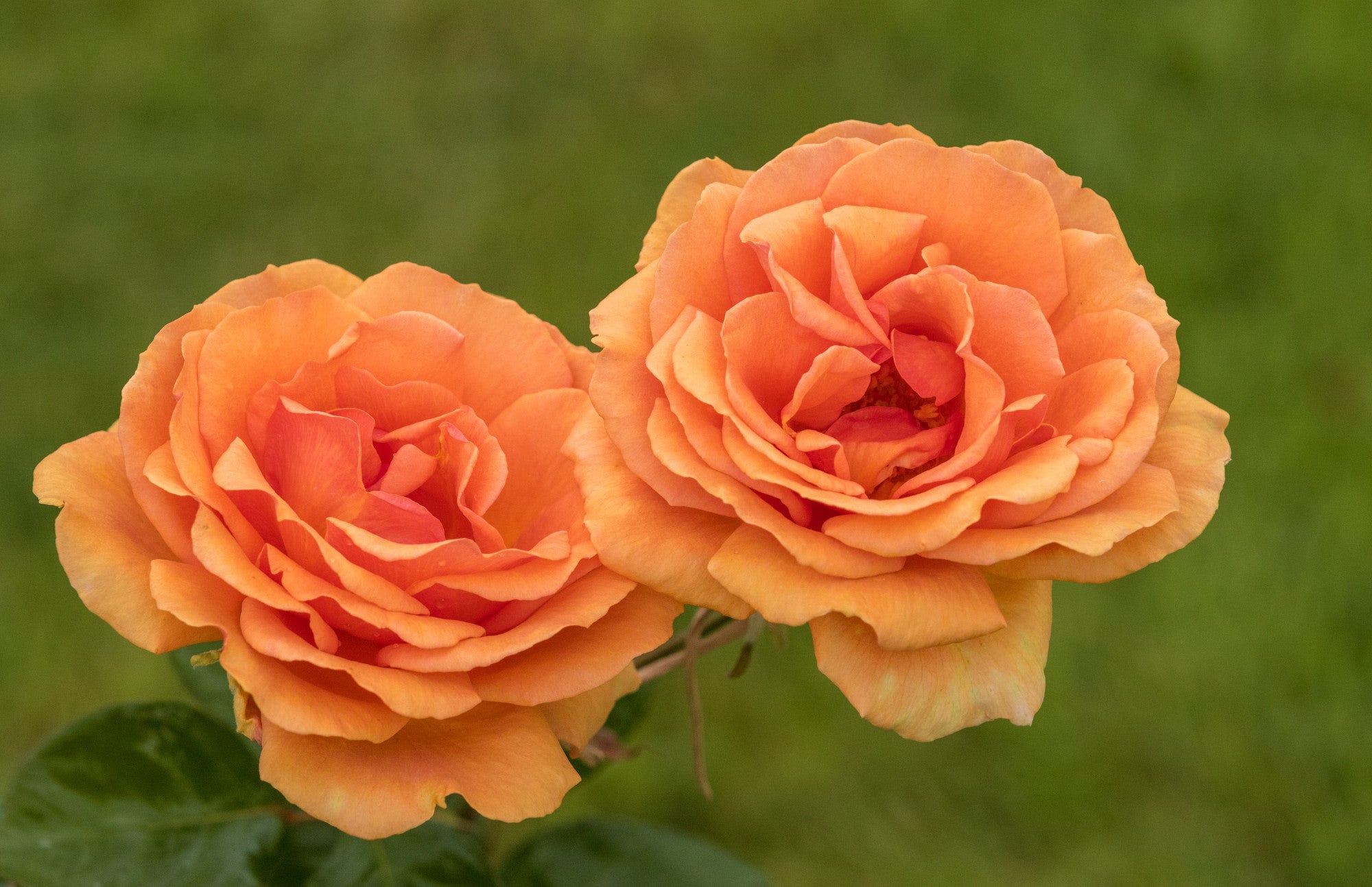 Rosa 'Ashram' TH (Edelrose 'Ashram' -R-)