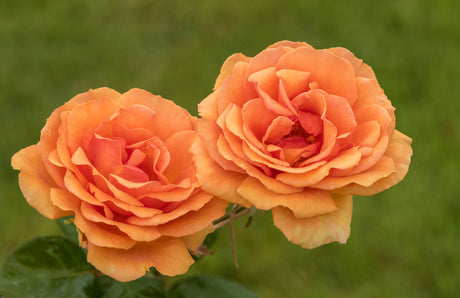 Rosa 'Ashram' TH mit Blüte; Einsatz: ;;ab 8,10 Euro