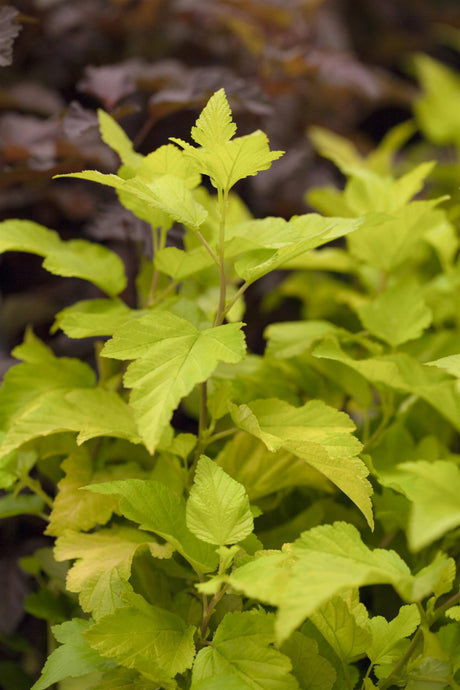 Physocarpus opulifolius 'Dart's Gold' mit Sommerbelaubung, erhältlich von 40-60 bis 60-100 cm; Einsatz: ;;ab 9,90 Euro