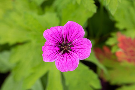 Geranium palustre mit Blüte; Einsatz: ;;ab 4,85 Euro