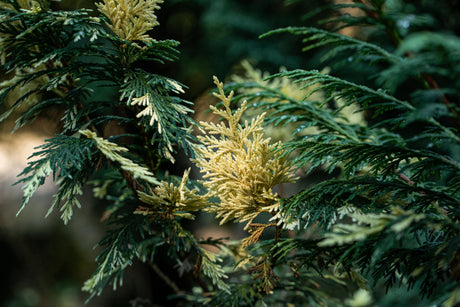Chamaecyparis nootk. 'Variegata' mit Belaubung, erhältlich von 30-40 bis 200-225 cm; Einsatz: ;;ab 15,20 Euro