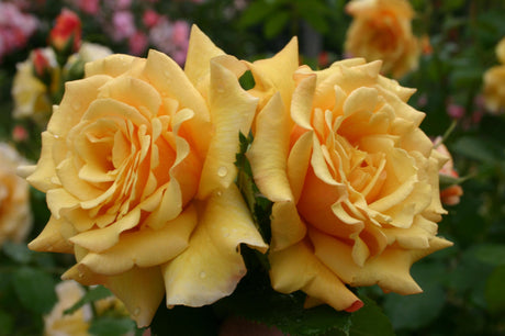 Rosa 'Postillion' STR mit Blüte; Einsatz: ;;ab 9,50 Euro