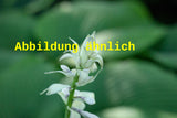 Genaues Foto für Hosta plantaginea 'Honeybells' folgt; dieses ähnliche Bild dient der Illustration von Duftende Garten-Lilien-Funkie
