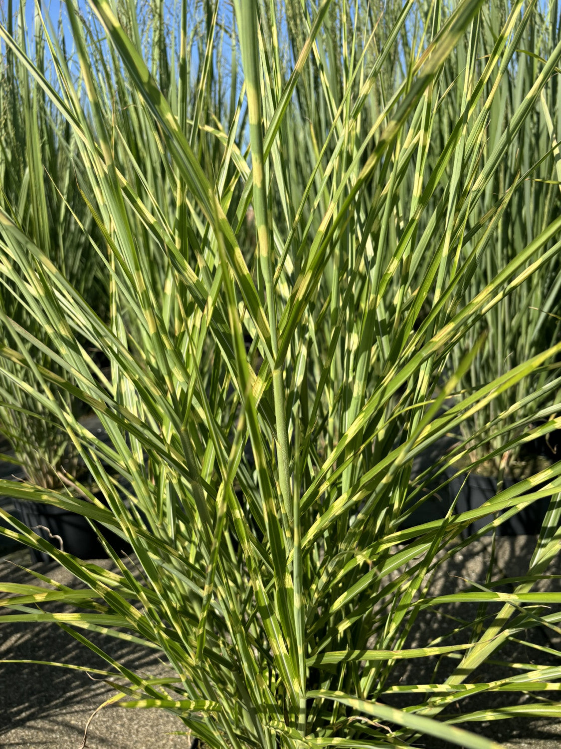 Steifer Garten-Zebraschilf pflegeleicht;;hier kaufen
