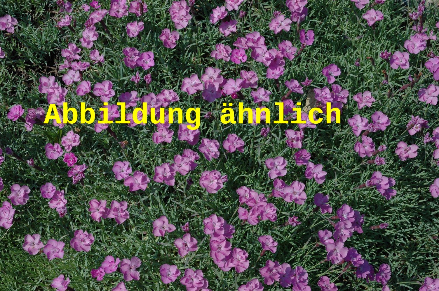 Dianthus gratianop. 'Eydangeri' (Garten-Pfingst-Nelke)