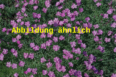 Genaues Foto für Dianthus gratianop. 'Eydangeri' folgt; dieses ähnliche Bild dienst der Illustration von Garten-Pfingst-Nelke