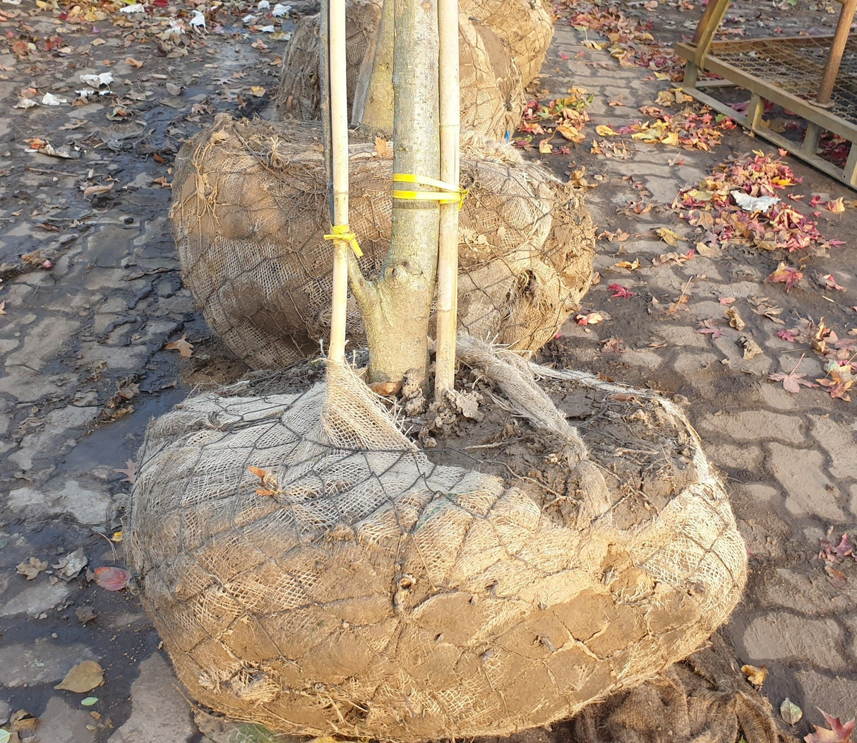 Quercus palustris; hier als Ballenpflanze; schöne Herbstfärbung; Einsatzmöglichkeit z.B. : Heckenpflanze;;ab 40,10 Euro