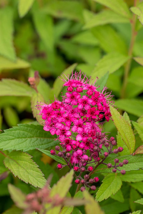 Spiraea japonica 'Froebelii' mit Blüte, erhältlich von 30-40 bis 40-60 cm; Einsatz: ;;ab 11,70 Euro