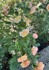 Strauchrose 'La Villa Cotta'; hier mit Blüte; duftende Blüten; Einsatzmöglichkeit z.B. : Gruppenpflanzung; fehlt eine Variante? Sprechen Sie uns an;;hier kaufen