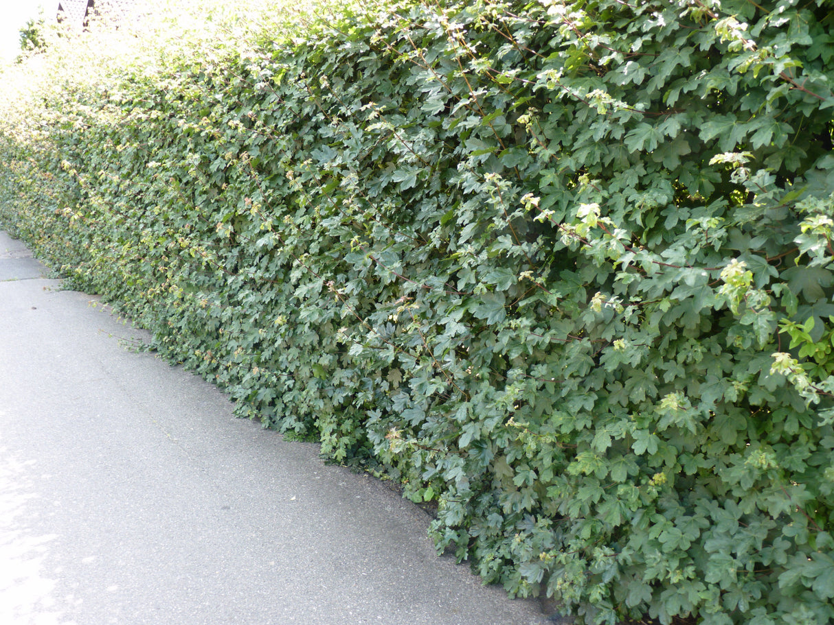 Gewöhnlicher Ahorn als Hecke;;mit zeitnaher Lieferung