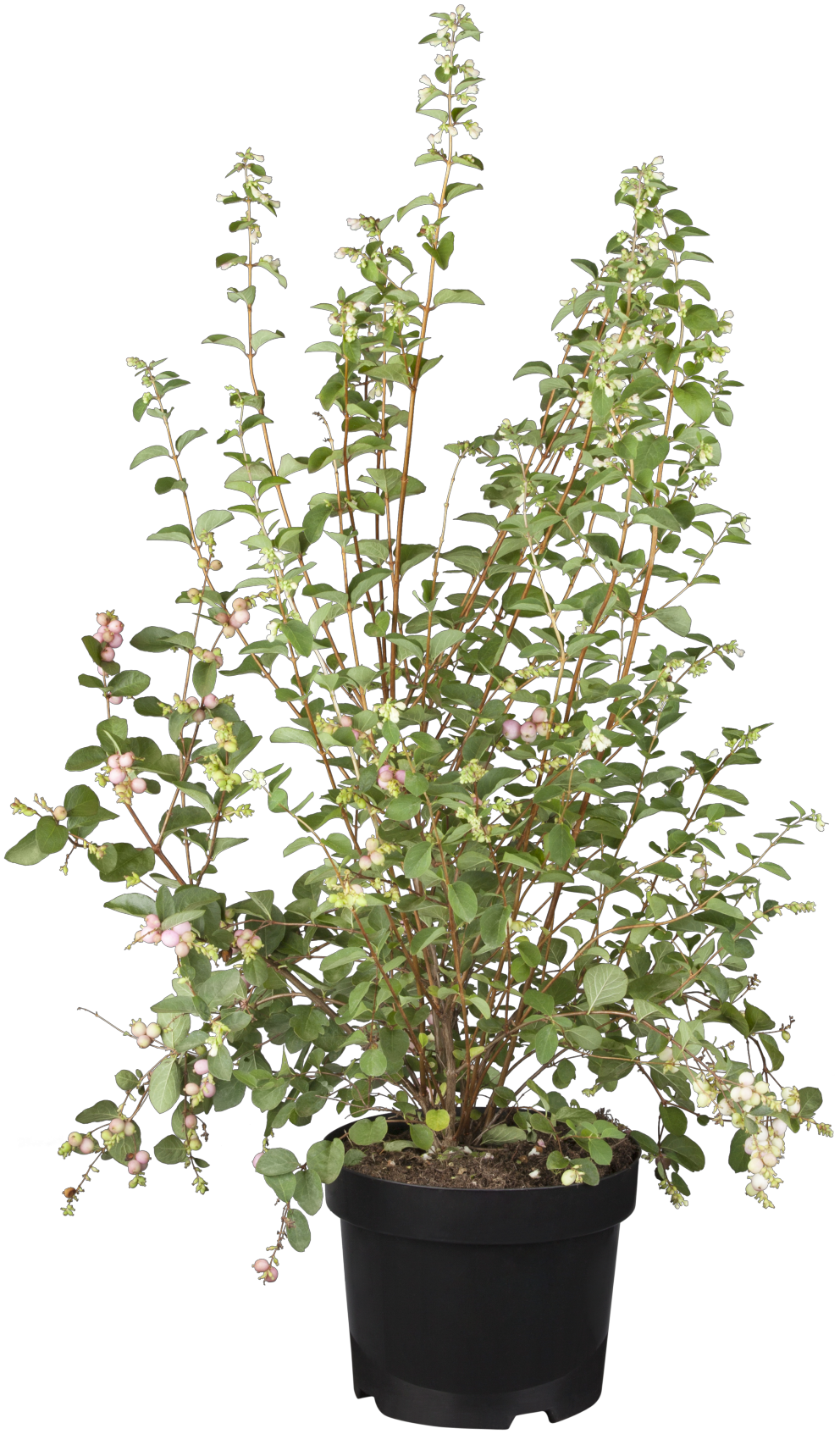 Symphoricarpos doorenbosii 'Taiga' als Pflanze im Beet, erhältlich von 40-60 bis 60-100 cm; Einsatz: ;;ab 13,70 Euro