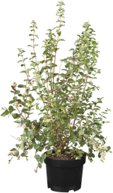 Symphoricarpos doorenbosii 'Taiga'; als Pflanze im Beet; bietet Vögeln Schutz; Einsatzmöglichkeit z.B. : anspruchslose Pflanze; verfügbar in 2 Größen und Varianten;;ab 18,50 Euro