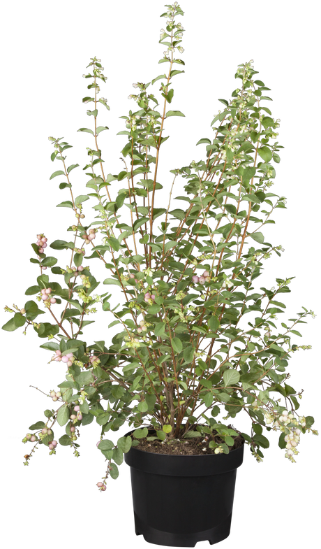 Symphoricarpos doorenbosii 'Taiga' als Pflanze im Beet, erhältlich von 40-60 bis 60-100 cm; Einsatz: ;;ab 13,70 Euro