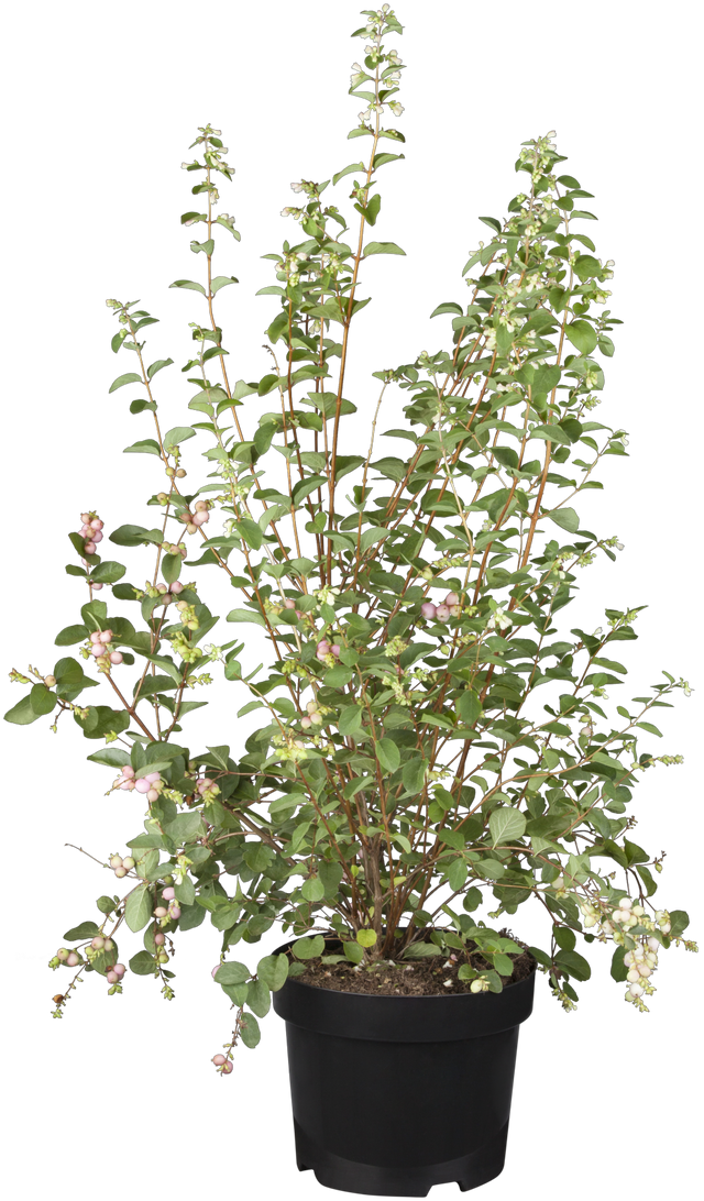 Symphoricarpos doorenbosii 'Taiga' als Pflanze im Beet, erhältlich von 40-60 bis 60-100 cm; Einsatz: ;;ab 13,70 Euro